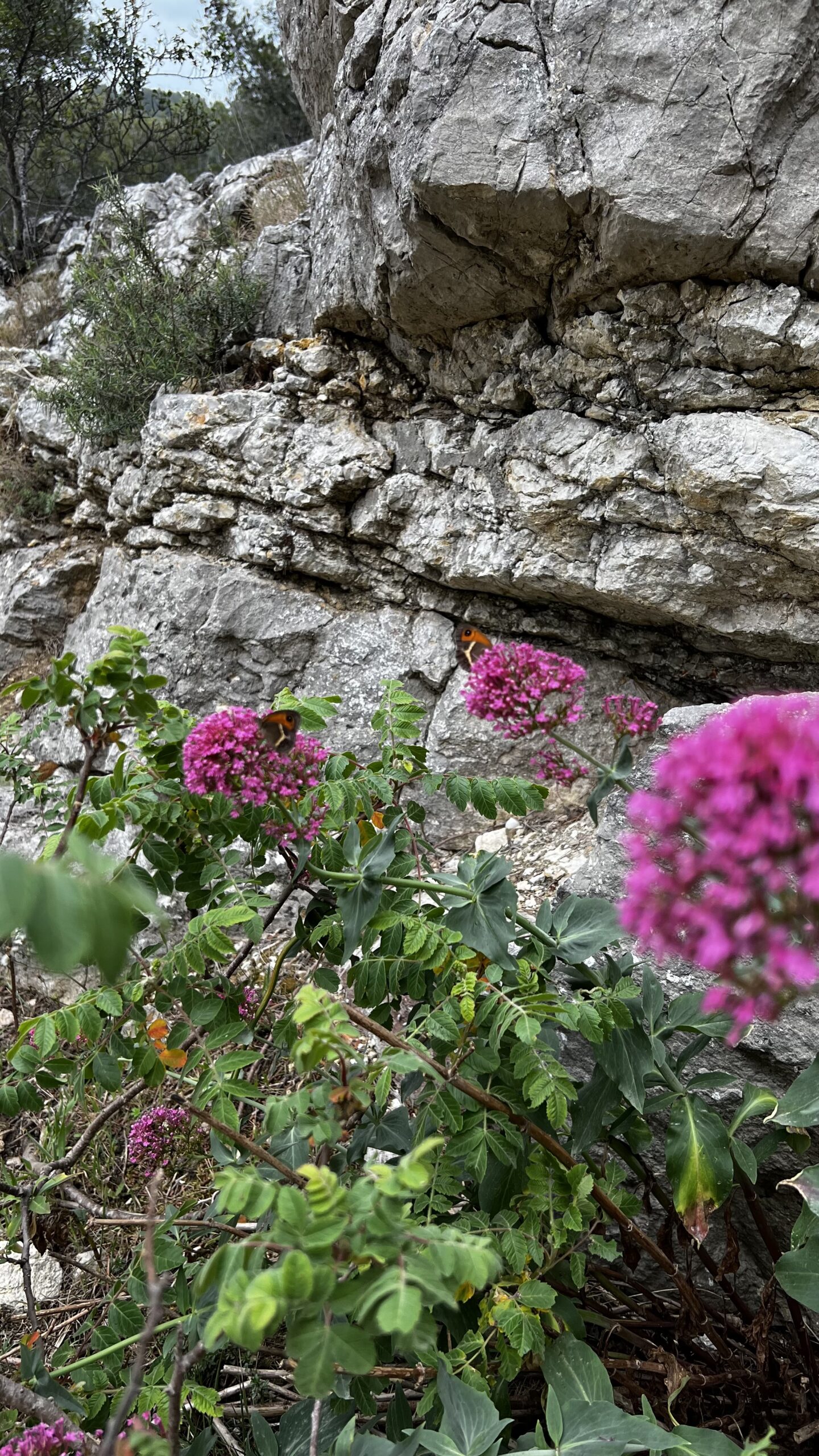 flowers-morgiou-calanques-marseille